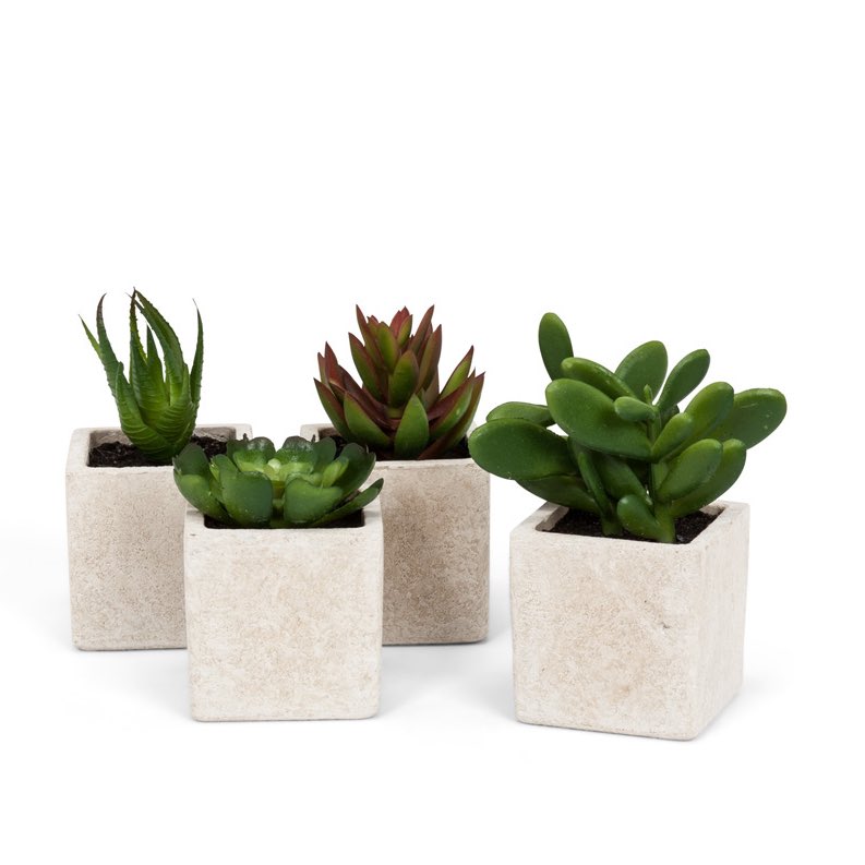 Faux Succulent in Square Pot