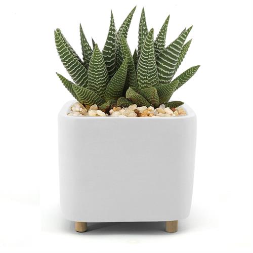 QUATU Square Standing Planter | White 12.5cm