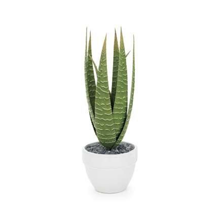 Torre & Tagus Aloe Plant - Small
