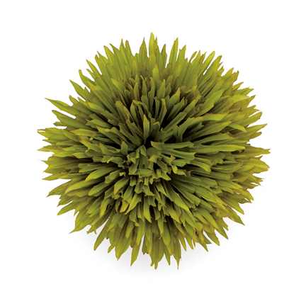 Gerbera Daisy Green