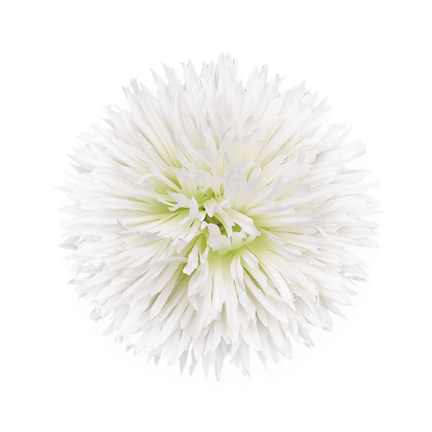 Gerbera Daisy White